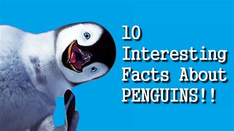 How to Make an Informational Video: Why Penguins Would Make Great Filmmakers