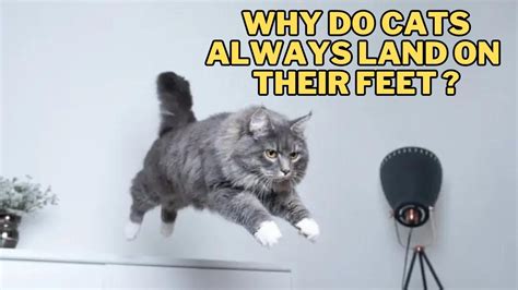 What Two Factors Determine the Quality of Digital Audio? And Why Do Cats Always Land on Their Feet?